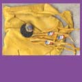 larger image of this Medicine Bag