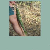 Cedar smudge sticks now being tied