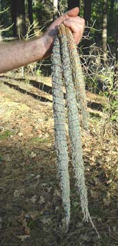 2-foot black sage spikes, impressive and fragrant to hang as-is; or for special occasion smudgings, these black sage growth spikes were collected with permission asked of each plant.